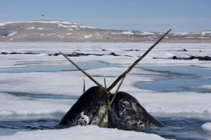 Narval: beast-unicorn